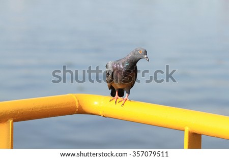 Pigeon perching on yellow metal bar