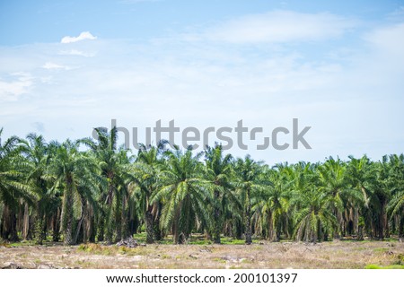 Oil palm tree in the field