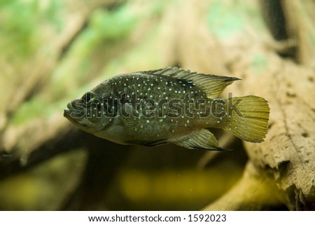 spotted fish