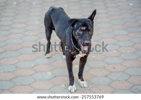 A poor blind black dog