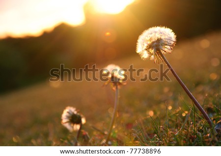 Floral grass against sunset