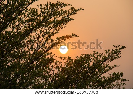 Image of forest silhouette against the sunrise