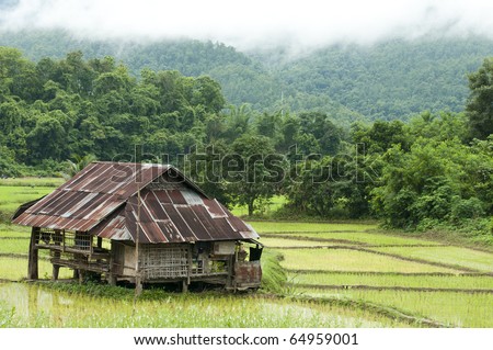 Rice field in early stage and hut at background