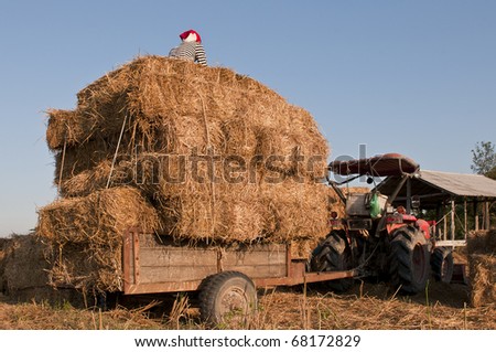 bale of hay rice straw