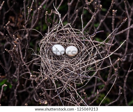 egg bird in bird net