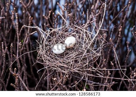bird egg and net on dry tree
