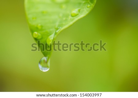 water drop from green leaf