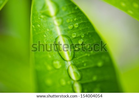 water drop from green leaf