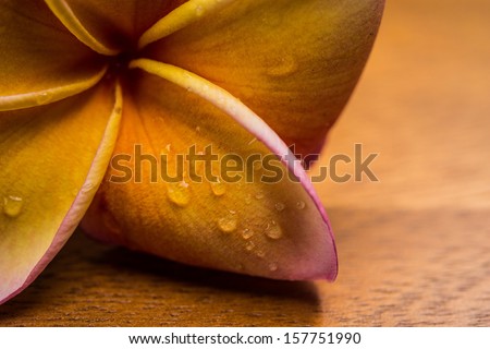 frangipani flower with water drop on wood table