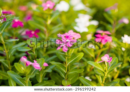 Mini flower in garden