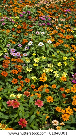 mini flower colorful in garden