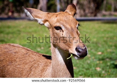 deer head shot