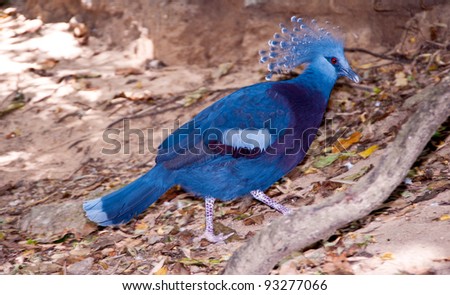 blue bird locking for food in zoo