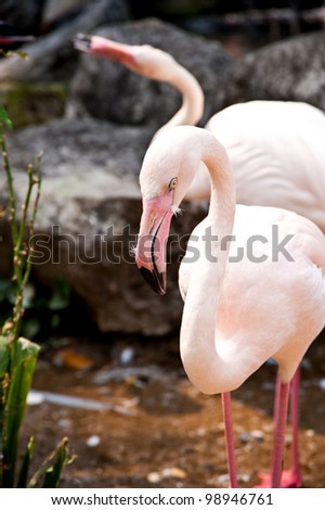 flamingo locking for food in zoo