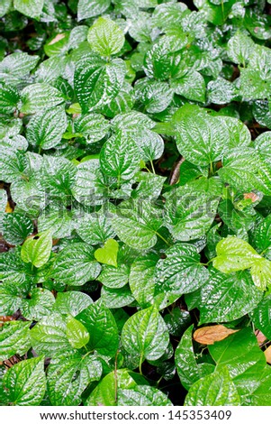 Green betel leaf in the jungle