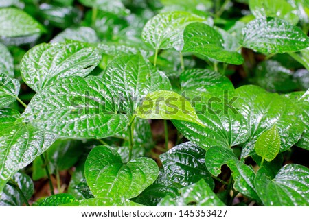 Green betel leaf in the Thailand jungle
