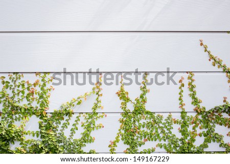 Climber plant on wall