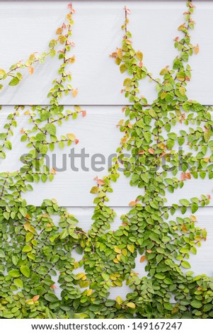 Climber plant on wall