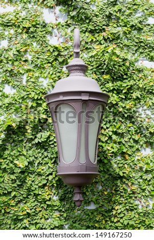 Lamp on wall with climber plant