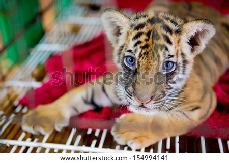 cute siberian tiger in cage