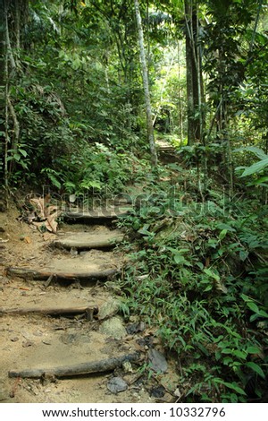 Nature trek path adventure in tropical jungle