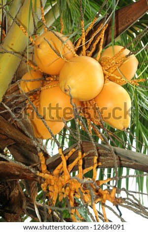 A bunch of ripe and fresh coconut palm on tree Cocos nucifera