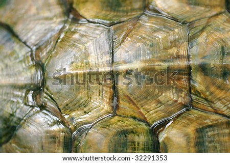 Close up texture of a tortoise shell tortoise Red-eared Sliders (Trachemys scripta elegans)