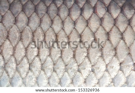 Texture Of Fish Scales Close-Up