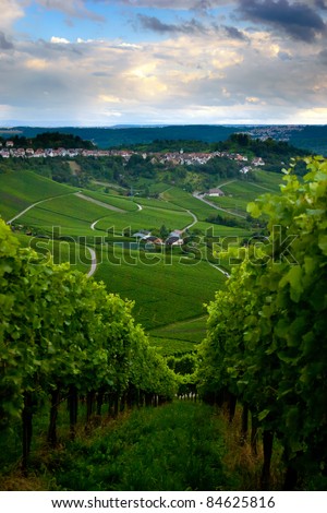 Vineyard in the fall of Stuttgart, Germany