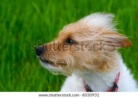 Brown Jack Russell