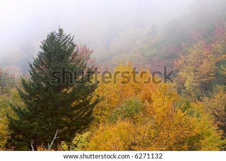 Fog rolls in and forms a nice contrast against fall colors in the Great Smoky Mountain National Park.