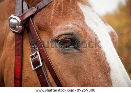 Horse head isolated