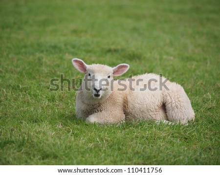 Cute lamb lying down in meadow