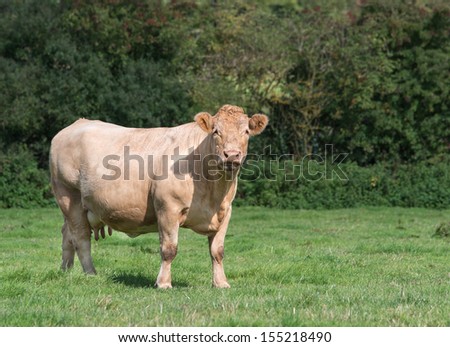 charolais cow standing in a field