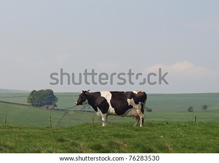 holstein dairy cow. stock photo : Holstein dairy
