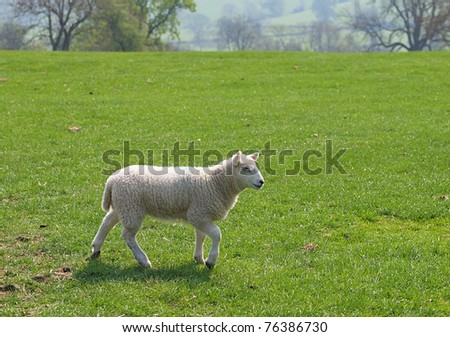 Young lamb walking across green meadow