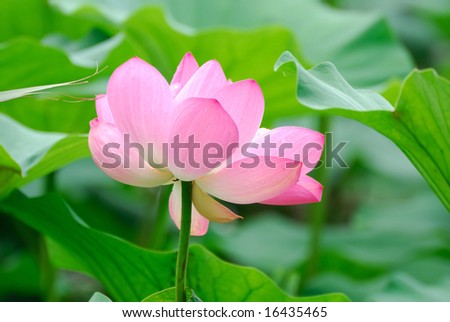 Lotus flower in the Summer Palace in China