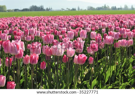 Pink tulips at the Skagit Valley Tulip Festival, Washington