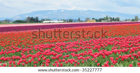 Multi colored Tulip Field at the Skagit Valley Tulip Festival, Washington