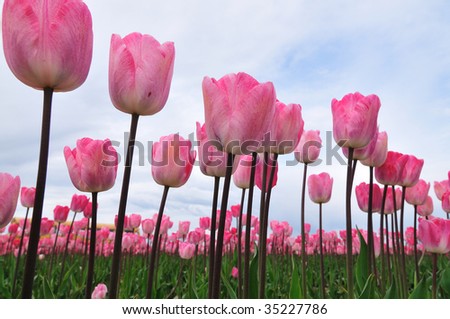 Pink tulips at the Skagit Valley Tulip Festival, Washington