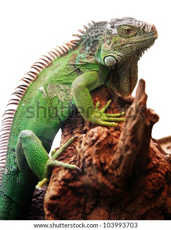 iguana on the white background