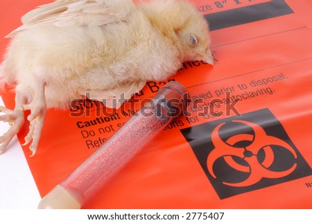 Bird Flu Victim on a Biohazard Bag
