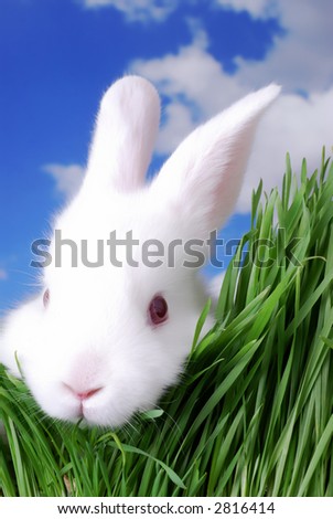 cute easter bunny pics. stock photo : Very Cute Easter