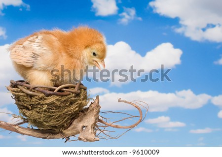 Baby Chicken Making the Decision to Leave the Nest