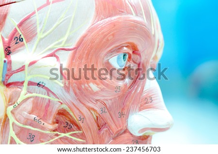 close up to face muscle anatomy