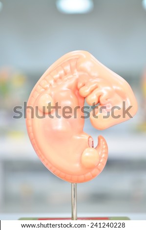 human embryo model
