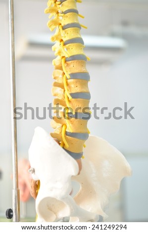 human back bone model