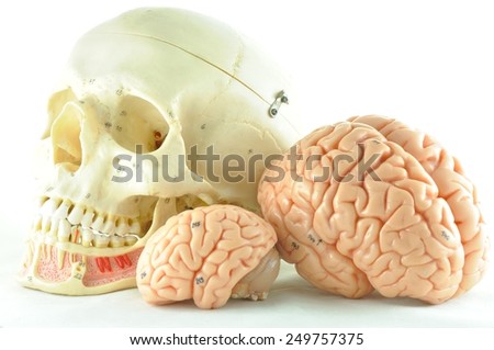 human brain and skull model
