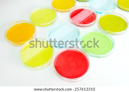 Colorful fluid in petridish for laboratory use on the table in laboratory