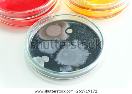 Colorful fluid in petridish for laboratory use focusing center at colony of yeast